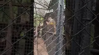 Monkeys in Nehru Zoological Park in Hyderabad #TravelDiaries #AmazingZoo #LoveAnimals