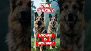 Long-Haired vs Short-Haired German Shepherds: 3 Big Differences 🐾
