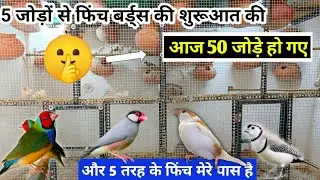 Finch Birds breeding trick in Hindi || 5 जोड़े फिंच बर्ड्स से शुरुआत की आज 50 जोड़ी हो गए😯