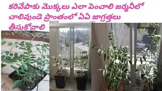 How to grow /care curry Leaf plant  tips by Durga .curry leaves plant During winter in Germany 😊