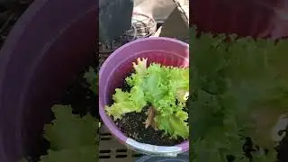 Potted lettuce regrowth after picking update👀🥬