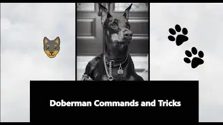 Doberman Pinscher Commands and Tricks