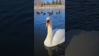 Peaceful Nature | Adorable Swan and Ducks ❄️🦢🦆