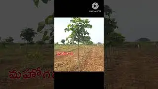 Invest FARM PLOTS for future Land Benefits.. Contact : 9154089606 #agriculturalplot