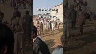 bail race samote. please like And Subscribe to my channel #beautifullgoats #viralvideo #animals