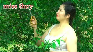 miss thuy | Countryside Life & Farm Cooking