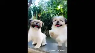 Kendeng-Kendeng with my little brother Apollo 🐶 #dogs #furbaby #pets #shihtzu