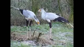 Secretary bird courtship display (January 2012)