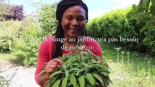 La Sauge: plante de la féminité, plante qui Sauve