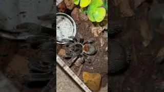 Feeding my cute dwarf tarantula, Morticia (Homoeomma chilensis)