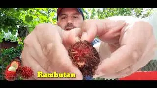 Dünyanın En Lezzetli Tropik Meyvelerinin tatları neye benziyor?, Mangosten, Rambutan ve Longan