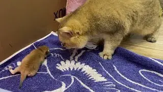 Dad cat meets baby kittens for the first time