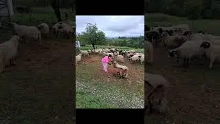 ČUVAM OVCE KRAJ ZELENE JOVE 😀