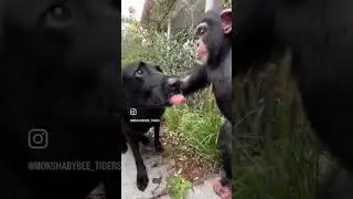 Animals who were friendly to other animals #animals