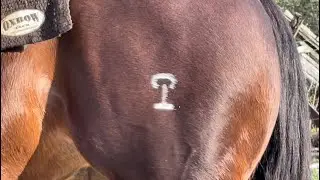 Horse Training&hellip; making safe horses