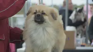 Head of the Lakes Kennel Club Dog Show kicks off in Superior