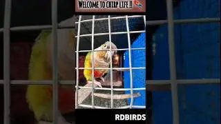 Essential Winter Care Tips for Your Birds | Keep Them Warm and Healthy #feedthebird