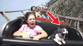 Cat Reactions: Super Dogs Reaction Videos | Aww Cats 🐱🐶