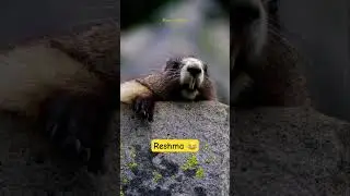 Reshma | Funny Squirrel Calling | Funny Marmot | Funny Shorts #shorts #funny #reels #trending
