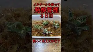 メネデールを使って発根管理、３日で根は生えるのか？