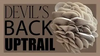 Профиль штамма: Devil's Back UpTrail