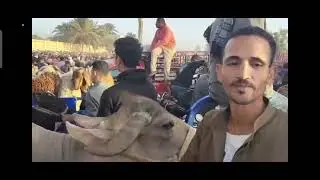 ازدحام شديد من سوق دمنهور الدولي اسعار عجول وعجلات البقر وعجول البتلو فضلا منكم الاشتراك بالقناة 