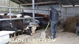 Dzień z życia rolnika #80- Robię porządki u byków, awaria paszowozu?