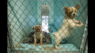 Malnourished puppies were taken to the Halifax Humane Society facilities