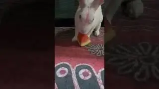 Bunny eating watermelon 🍉🐰
