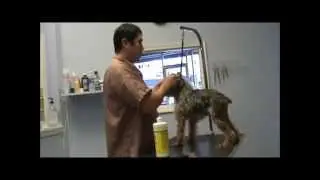 How to Groom a Fearful Dog - Part 1: The Pre-Bath Prep