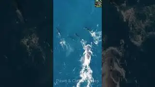 Animal Attack: The Brutal Power of Orcas &ndash; Epic Predatory Assaults Revealed #AnimalAttack #short