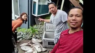 Biggest Snapper caught after 6 months lockdown. Whangarei New  Zealand.