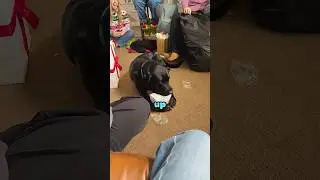 Рождественский подарок для собаки