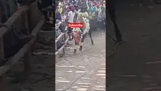 trending Bull race#shorts#trendingshorts #youtubeshorts #bullrace