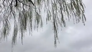 Golden weeping willow - leaves, flowers & twigs - March 2019