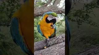 @feltonfernandes3329 Blue, yellow, and bold &mdash; this macaw knows how to hold a pose.Confidence.