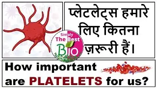 प्लेटलेट्स हमारे लिए कितना ज़रूरी हैं। How important are platelets for us?@simplythebestbio