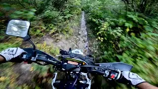 Dense forest single track riding | Boise Foothills Free Riding