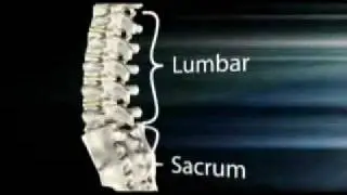 Theraflex Bionic Hand Treatment at Belfast Back Care