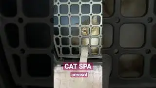 CAT SPA - treating cat with aerosol