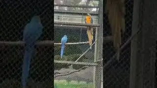 Bird not responding-Hello Call-No Network