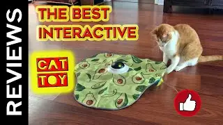 The Best Interactive Cat Toy Ever !!!