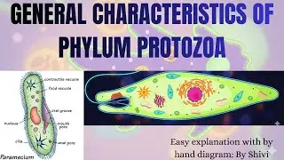 General Characteristics Of Phylum Protozoa