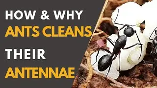 How and why ants cleans their antennae /antennae of insects