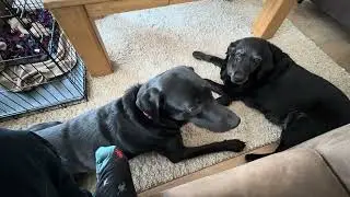 Autisme honden 
