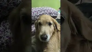 a#funny #comedy #viralvideo #trendingshorts #trending #viral #trendingshorts #goldenretriever #puppy