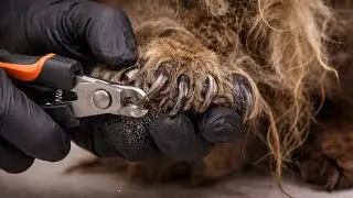 groomers cut dog's nails 
