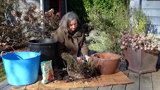 Dividing Mint in Late Winter