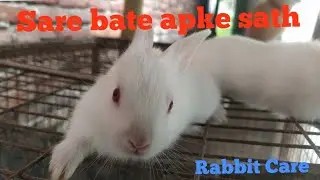 #Rabbit care in hindi
