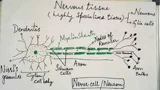 Structure of a neuron (Class 9)